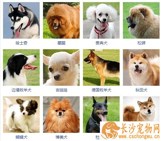 狗狗几种常见的品种简介