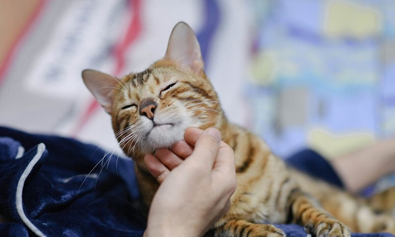 猫怎么样才算认了主人 宠物猫认主人的表现