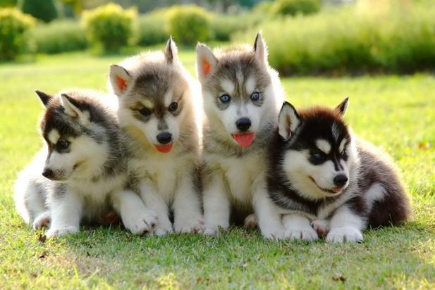 哈士奇多少钱一只 哈士奇幼犬多少钱一只