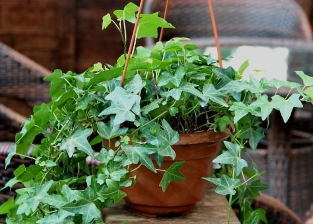 适合家里养的盆栽植物有哪些 几种适合家中养殖的盆栽植物