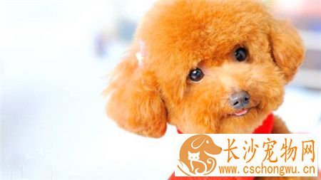贵宾犬皮肤病怎么治疗 贵宾犬皮肤真菌治疗方法