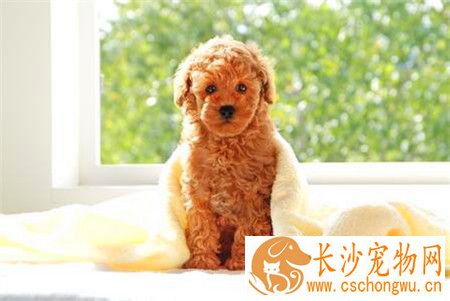 贵宾犬皮肤病怎么治疗 贵宾犬皮肤真菌治疗方法