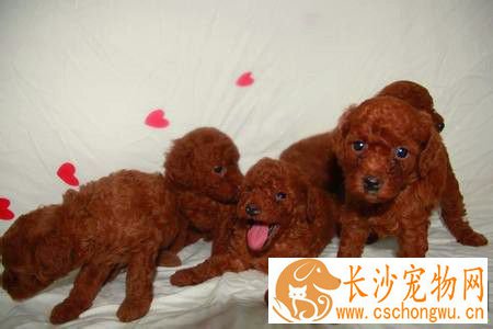 贵宾犬皮肤病怎么治疗 贵宾犬皮肤真菌治疗方法
