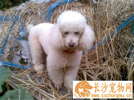 贵宾犬细小病毒治疗 细小病毒治疗需要注意事项