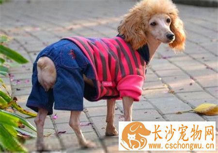 贵宾犬细小病毒治疗 细小病毒治疗需要注意事项
