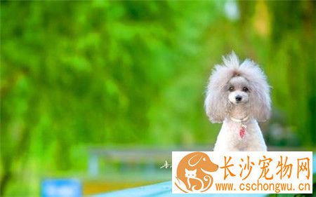 贵宾犬细小病毒治疗 细小病毒治疗需要注意事项
