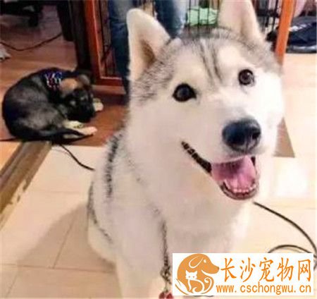 哈士奇拉稀带血可以用庆大霉素么 不能随便使用