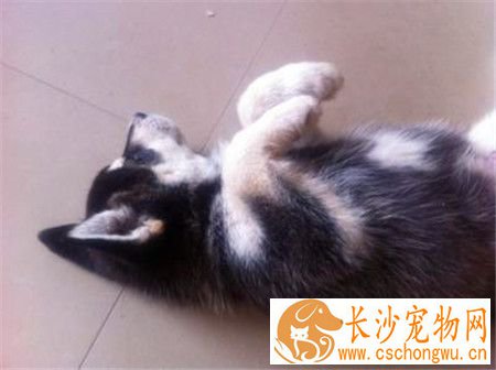哈士奇拉稀带血可以用庆大霉素么 不能随便使用