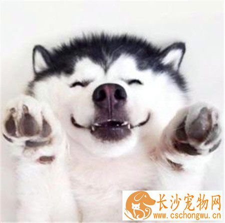 哈士奇犬瘟热会好吗 犬瘟热早期治疗方法