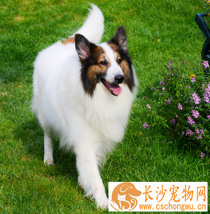 苏格兰牧羊犬肠胃如何 分为几种不同的类型
