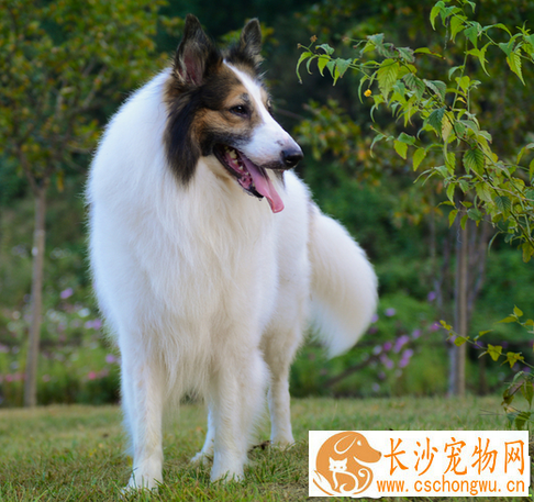 苏格兰牧羊犬肠胃如何 分为几种不同的类型