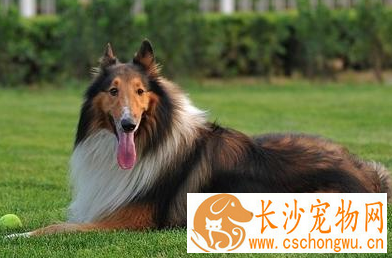 苏格兰牧羊犬肠胃如何 分为几种不同的类型
