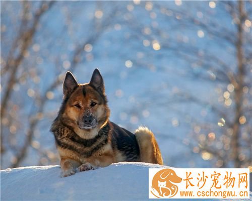 德国牧羊犬细小病毒 得了细小病毒的表现