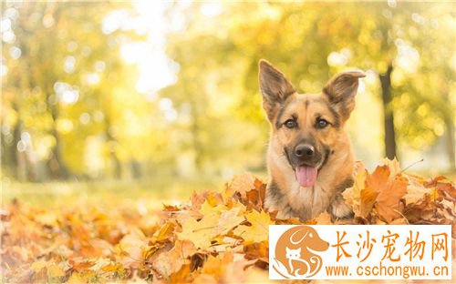 德国牧羊犬细小病毒 得了细小病毒的表现