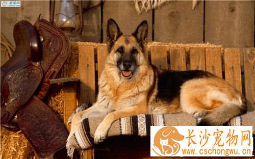德国牧羊犬细小病毒 得了细小病毒的表现