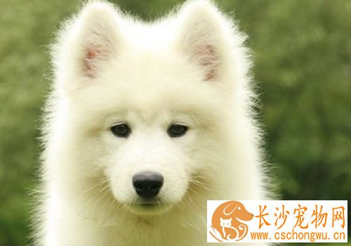 萨摩耶犬常见病 萨摩耶犬容易患的三种疾病