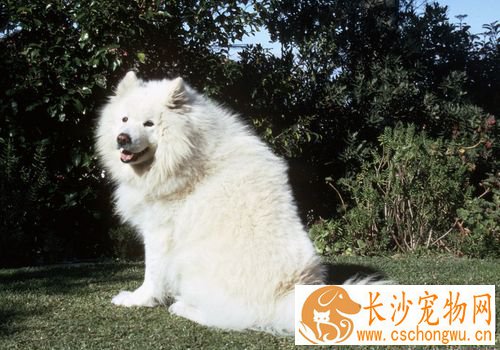萨摩耶犬常见病 萨摩耶犬容易患的三种疾病