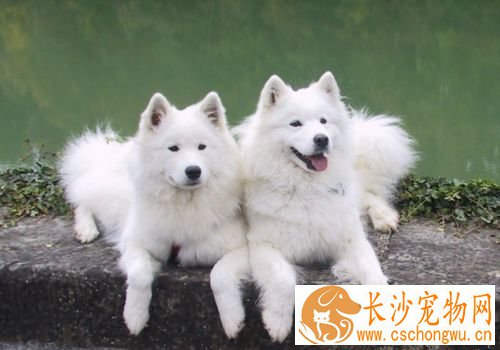 萨摩耶犬常见病 萨摩耶犬容易患的三种疾病