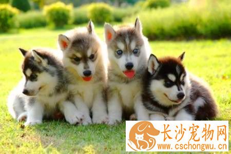 哈士奇犬瘟热会好吗 犬瘟热早期治疗方法