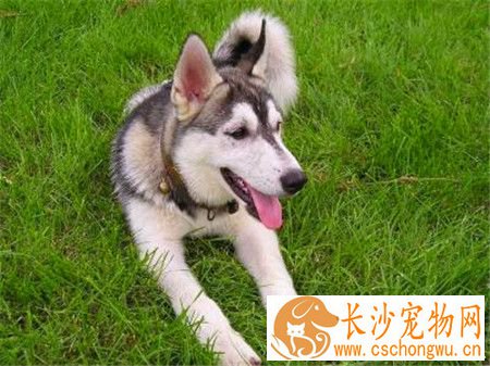 哈士奇犬瘟热会好吗 犬瘟热早期治疗方法
