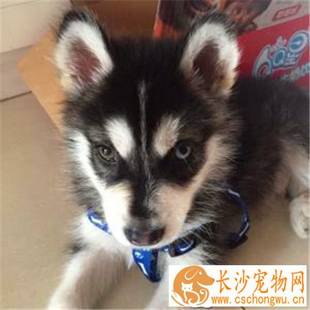 哈士奇犬瘟热拉肚子 造成拉肚子的食物原因
