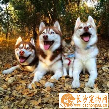 哈士奇犬瘟热拉肚子 造成拉肚子的食物原因
