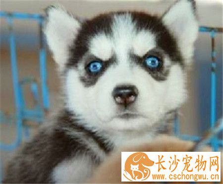 哈士奇犬瘟热拉肚子 造成拉肚子的食物原因