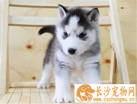 哈士奇犬瘟热能活多久 犬瘟热预防和控制