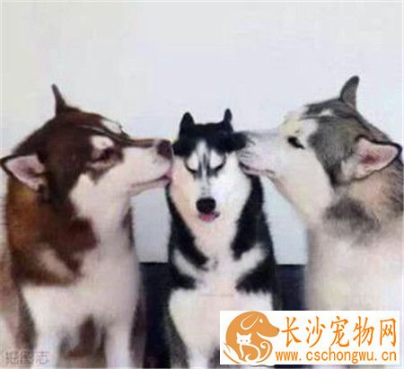 哈士奇犬瘟热能活多久 犬瘟热预防和控制