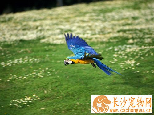 蓝黄金刚鹦鹉脸上长红点 咬毛症的介绍及防治