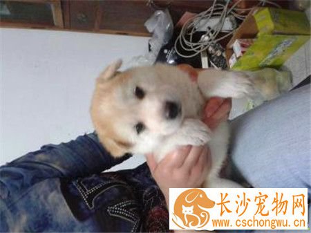 哈士奇犬瘟热晚期症状 后腿麻痹甚至瘫痪