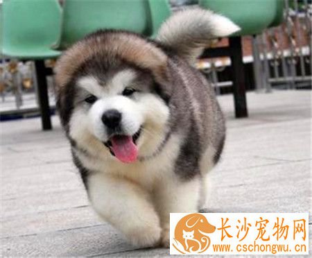 哈士奇犬瘟热怎么治疗 犬瘟热预防与控制