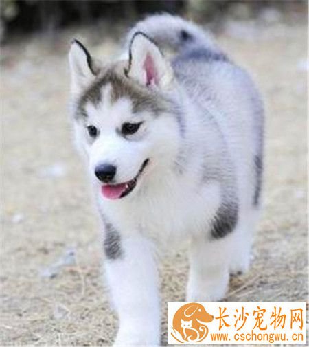 哈士奇犬瘟热怎么治疗 犬瘟热预防与控制