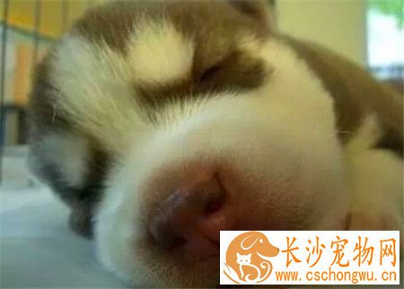 哈士奇犬瘟热怎么治疗 犬瘟热预防与控制