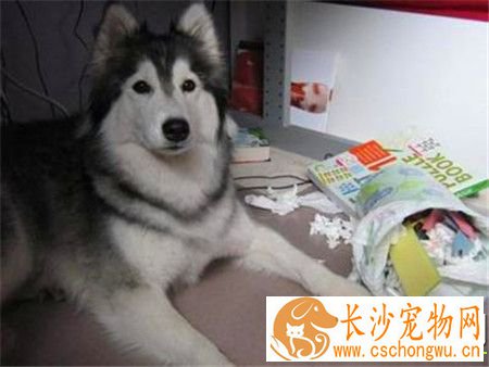 哈士奇犬细小病毒 哈士奇犬细小病毒如何防治