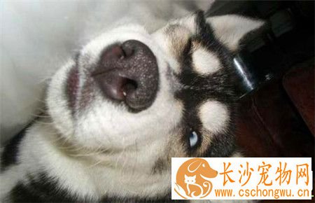 哈士奇犬细小病毒 哈士奇犬细小病毒如何防治