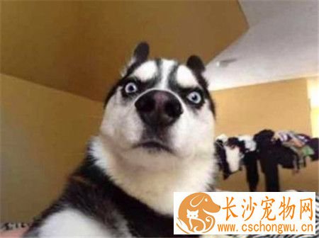 哈士奇犬细小病毒 哈士奇犬细小病毒如何防治