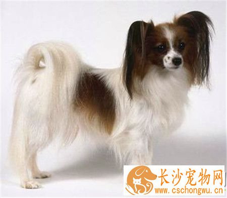 蝴蝶犬感冒 怎么知道蝴蝶犬是否生病