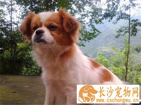 蝴蝶犬感冒 怎么知道蝴蝶犬是否生病