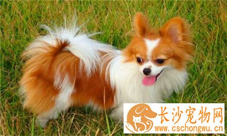 蝴蝶犬感冒 怎么知道蝴蝶犬是否生病