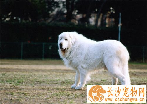 大白熊犬发情特征 交配需要注意的事项
