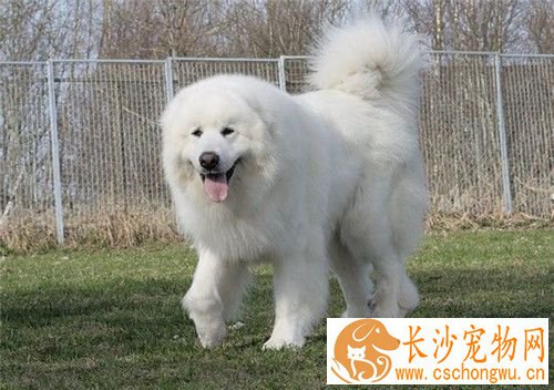 大白熊犬发情特征 交配需要注意的事项