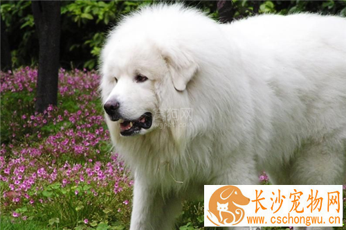 大白熊犬发情特征 交配需要注意的事项