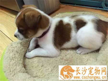 蝴蝶犬咳嗽怎么办 如何治疗蝴蝶犬咳嗽