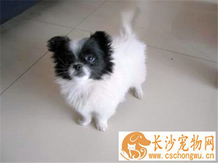 蝴蝶犬咳嗽怎么办 如何治疗蝴蝶犬咳嗽
