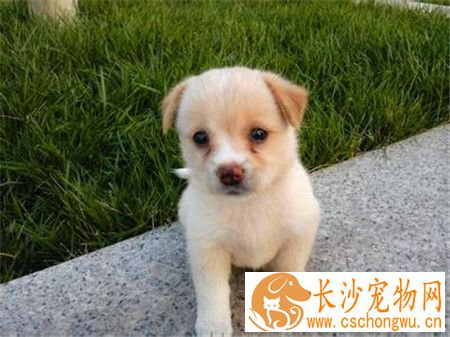 蝴蝶犬咳嗽怎么办 如何治疗蝴蝶犬咳嗽