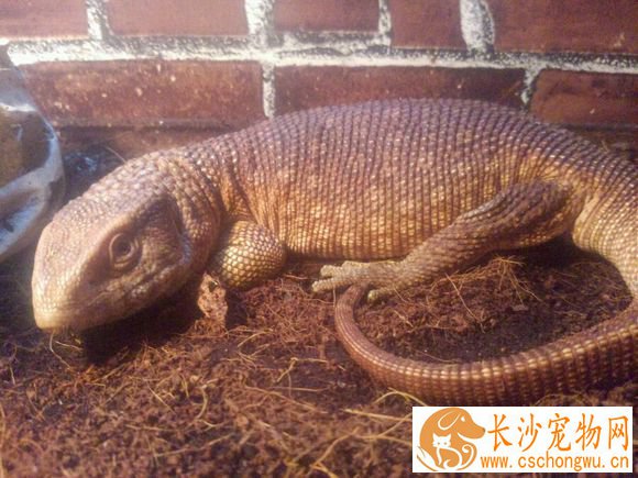 平原巨蜥肠炎 平原巨蜥肠炎的治疗方法