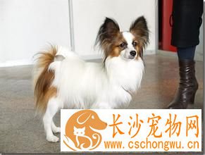 蝴蝶犬拉稀呕吐 可能喂得太多导致的腹泻