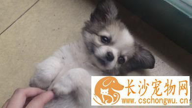蝴蝶犬拉稀呕吐 可能喂得太多导致的腹泻