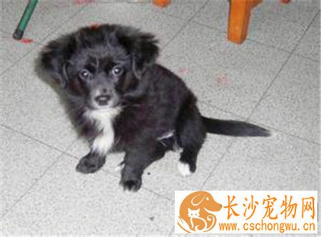 蝴蝶犬易得的病 五种蝴蝶犬最容易的的病症